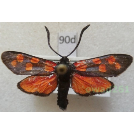 Zygaena sp. Spain90d